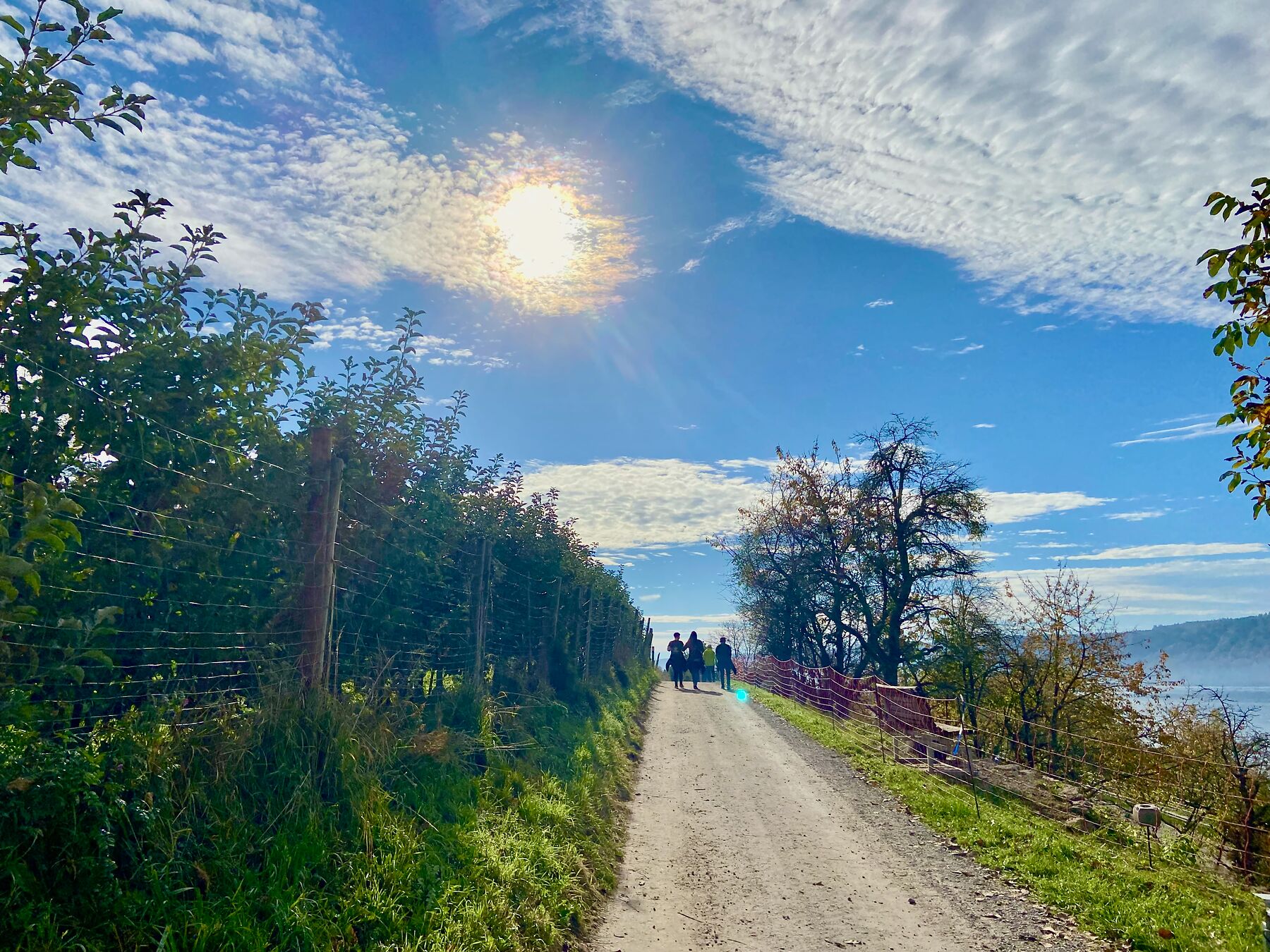 Wanderer im Herbst auf dem SeeGang Eine Wandergruppe läuft auf dem Blütenweg im Herbst. Rechts und links des Weges stehen Bäume. Rechts ist der See und der grün bewaldete Bodanrück zu sehen.